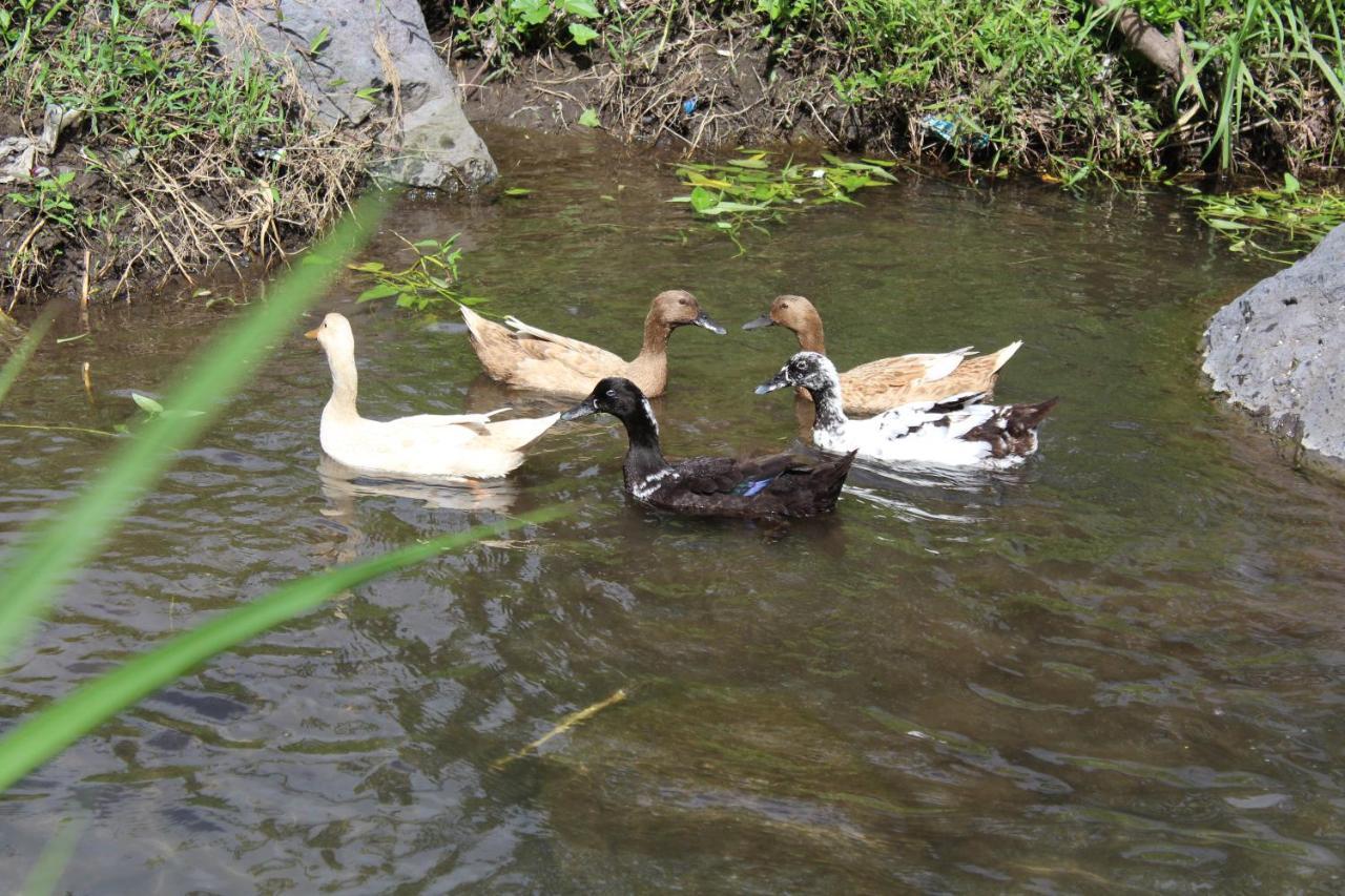 סיידמן Pondok Tepi Sungai מראה חיצוני תמונה